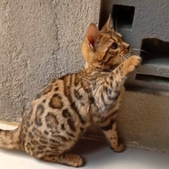 jual kucing bengal anakan