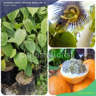 bibit Markisa Konyal Manis Orange