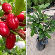 Anak Pokok Buah Ajaib Berpolibag