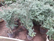 CÂY TÙNG BỒNG LAI [ CHẬU TO NHƯ HÌNH - CÂY PHONG THỦY TỐT VS ĐẸP ] [BEST Express]