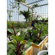 Purple Malabar spinach seeds, pack of 50 seeds