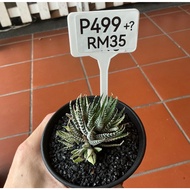 P499 Cactus (Real Plant)
