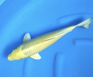 SOLD!! Ikan Koi Import Ogata Farm Jepang Yamabuki Ogon 44cm - Kuning