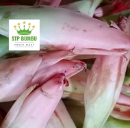 Bunga Kecombrang Segar / Kencong / Rias / Combrang