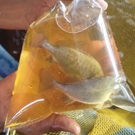 LIVE FISH - Australian Jade Perch Fry / Benih Anak Ikan Puyu Kukum 宝石鲈鱼 (1 ekor)