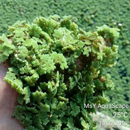 1kg Azolla mix Kiambang MsY