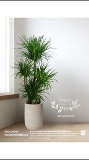龍血樹  連優質陶瓷花盆 Dracaena Cochinchinensis Tree with quality ceramic pot  🍀Potted plant 盆栽植物 🍀Indoor 室內種植