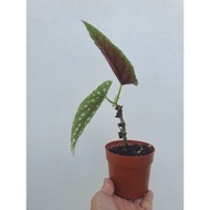 READY STOCK Begonia Maculata