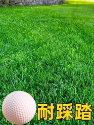 High fescue lawn four season green slope protection seeds, greening Park, rye grass, early matu