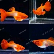 Guppy albino gen king koi red aer berkualitas