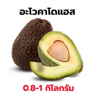 📍ส่งฟรีไม่ต้องใช้โค้ด📍🥑อะโวคาโด 034 /  Booth 7  🥑 อะโวคาโดสด อโวคาโด้ เกรดพรีเมี่ยม 0.9-1 กิโลกรัม ส