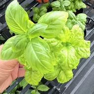 Anak Pokok Sweet Basil Genovese – Ocimum basilicum ‘Genovese’ – Italian Sweet Basil – Live Plant