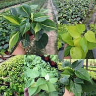 TKL - Philodendron Cream Splash/Brasil/Lemon Lime/Heart Leaf Vein Plant 奶油飞溅蔓绿绒/心叶蔓绿绒攀藤植物