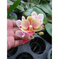 Sale Anggrek Bulan Mini Doritaenopsis