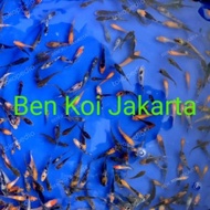 Ikan Koi Burayak F1 Import Paket Lintanggroup9