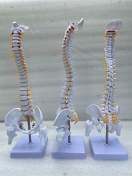 Mô hình xương cột sống cao 45cm- Mô hình giải phẫu cột sống