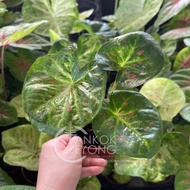 TKL - Caladium Raspberry Splash/Thai Beauty White