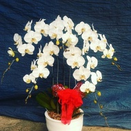 Rangkaian Anggrek bulan/bunga anggrek putih/bunga hadiah