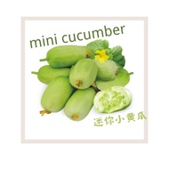 benih mini cucumber seeds/迷你小黄瓜种子/10-seeds(v1005)