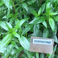 Serpentina Seeds (6Seeds/Pack)