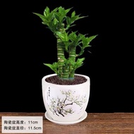 Xi Yi Wenchang Bamboo4Branch Lucky Bamboo Lotus Bamboo Lucky Lucky Bamboo with Root Indoor Office De