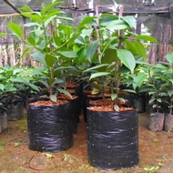 Plant polybag Pot 40x40 not planter bag or wall planter bag polybag