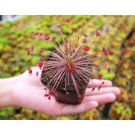 Prey-catching plant, Drosera paradoxa plant