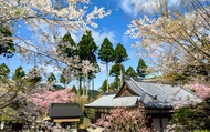 Tour nhóm nhỏ một ngày ở Kyoto: Đền Kifune & Nanzen-ji/Eikan-do & Sanzen-in & trải nghiệm tàu điện E