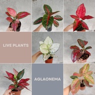 Aglaonema Varieties : Stunning Indoor Plants for Unique Home Decoration