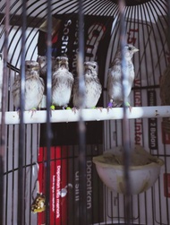 10pcs Ring Burung Plastik Untuk Burung Kecil Finch dll