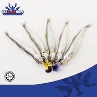 FROZEN FISH SHISHAMO FEMALE 8PCS/TRAY 多春鱼 - GST FRESH MART