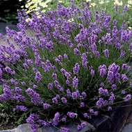20pcs Lavender seeds Biji lavender薰衣草种子