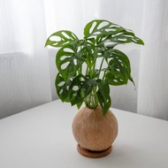 窗孔龜背芋 手作植栽苔球
