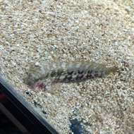 ikan hias laut jabing glodok top