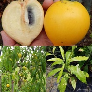 ANAK POKOK ABIU (Pouteria caimito)