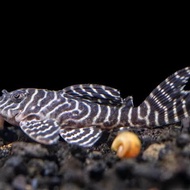 king pleco L333 8-12cm pleco
