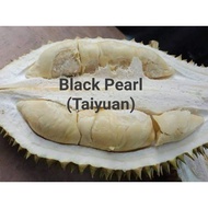 ANAK POKOK DURIAN BLACK PEARL (TAI YUAN) MUTIARA HITAM