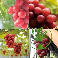 Bibit Anggur Import Ruby Roman Garansi Valid