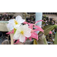 5 Super Flower F1 Pink Apricot Seeds