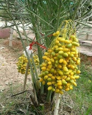 Pokok Kurma