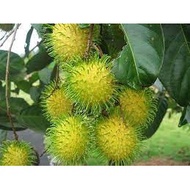 Anak Pokok Rambutan Gading 100% Hybrid (Buah Kuning) by MGL PLANT