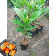Bibit Jambu Mete/Jambu Monyet cepat berbuah kualitas unggul bibit jambu mente bibit jambu monyet  bi