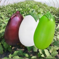 茄子種子 種籽水茄子綠皮茄子種紫白雲罐茄種籽春秋季庭院壽光蔬菜種子 種籽