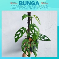 Tanaman Hias Bunga Monstera Janda Bolong - Bunga Janda Bolong (Usia