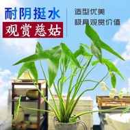 Aquatic Plants Aquatic Plants Auntie Seedlings Ibaraki Planting Balls Mushrooms Hydroponics Ibaraki 