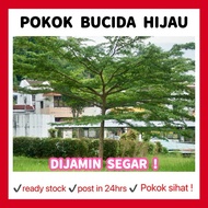 RINA • pokok bucida hijau • molineti landscape tree umbrella doa jenis tumbuh cepat fast growing typ