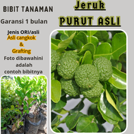 BIBIT JERUK PURUT ASLI CANGKOK