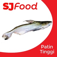 SJ Food Fresh Frozen Patin Tinggi 1.8-2KG