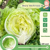 Biji Benih Salad Bulat Iceberg Lettuce Vegetable Seed 结球生菜