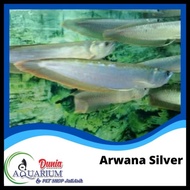 Ikan Hias Arwana Arowana Silver Red Brazil Predator 18-20 Cm Original
